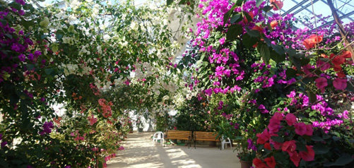 Bougainvillea House Ureshino